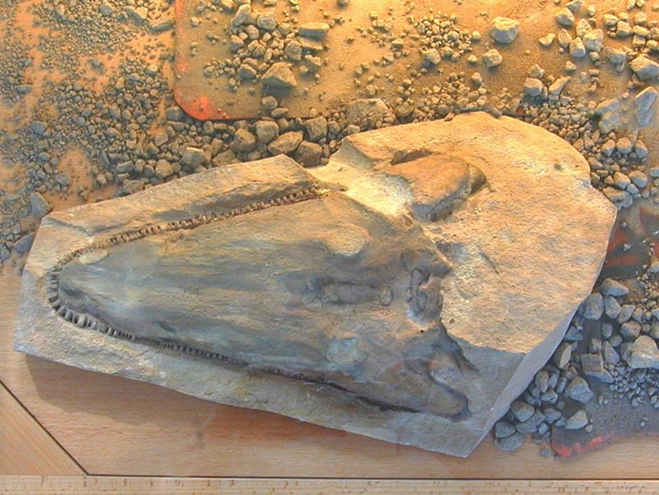 Trematosaurusfund in der Eisigklinge